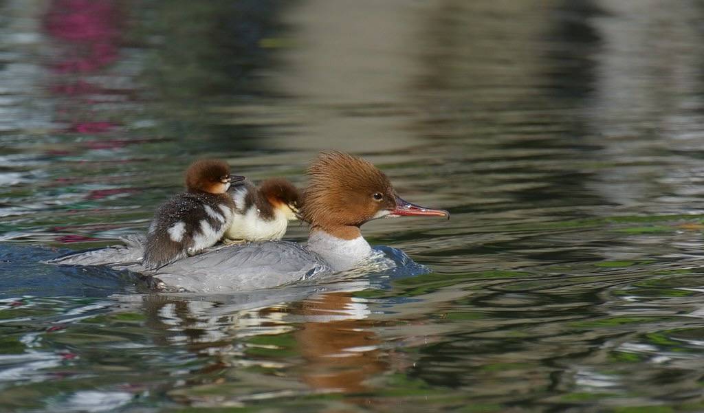 Storskrake / Common Merganser by Stefan Berndtsson is licensed under CC BY 2.0